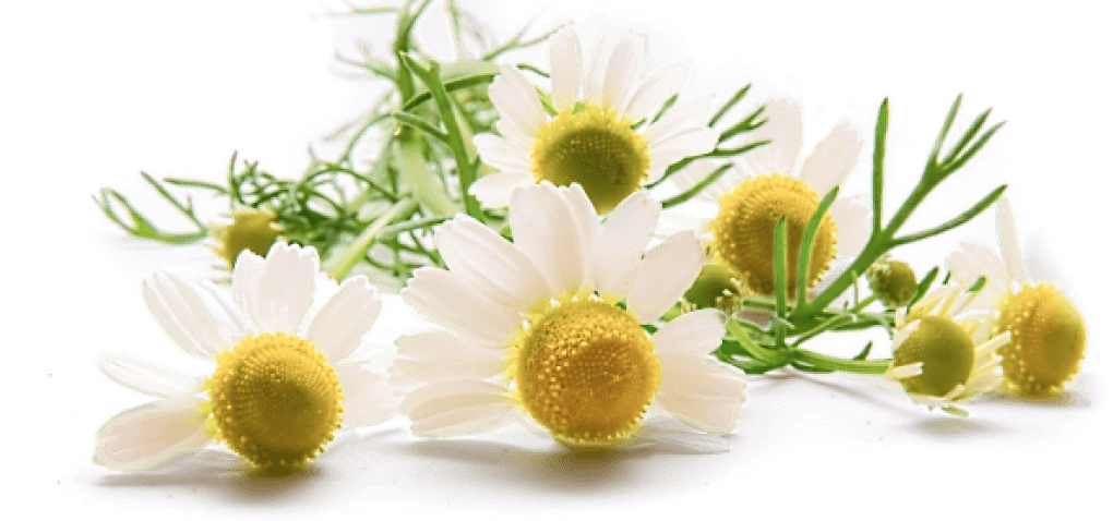 Вердиогаст: тройная помощь для пищеварения